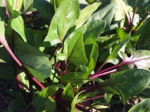 �摜(300x225)�E�g��摜(640x480)