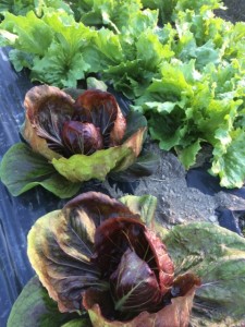 �摜(225x300)�E�g��摜(480x640)