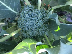 �摜(300x225)�E�g��摜(640x480)