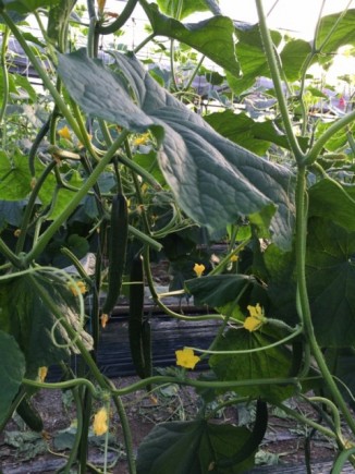 画像(326x435)・拡大画像(480x640)