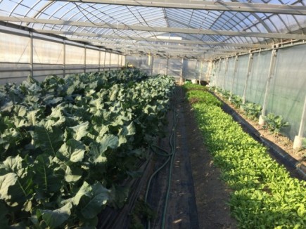 �摜(435x326)�E�g��摜(640x480)