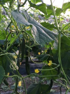 �摜(225x300)�E�g��摜(480x640)