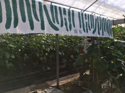 �摜(435x326)�E�g��摜(640x480)