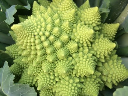 �摜(435x326)�E�g��摜(640x480)