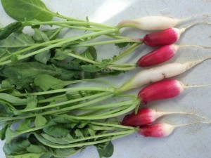 �摜(300x225)�E�g��摜(640x480)