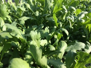 画像(300x225)・拡大画像(640x480)