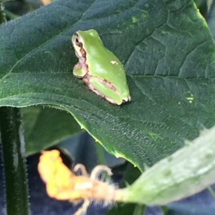 画像(435x435)・拡大画像(640x640)