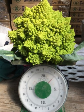 画像(326x435)・拡大画像(480x640)