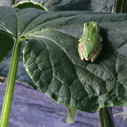 画像(435x435)・拡大画像(640x640)