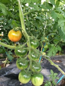 �摜(225x300)�E�g��摜(480x640)