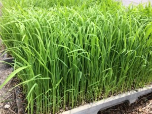 画像(300x225)・拡大画像(640x480)