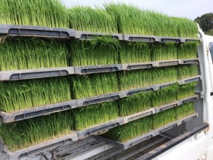 画像(300x225)・拡大画像(640x480)