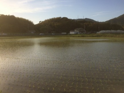 画像(435x326)・拡大画像(640x480)