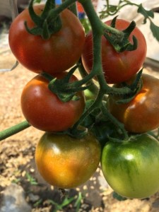 �摜(225x300)�E�g��摜(480x640)