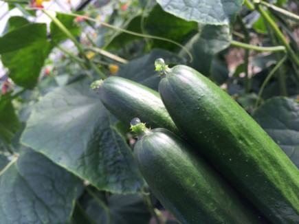 画像(435x326)・拡大画像(640x480)