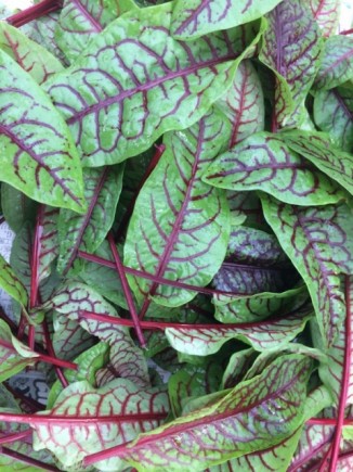 �摜(326x435)�E�g��摜(480x640)