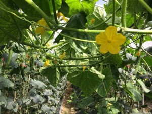 画像(300x225)・拡大画像(640x480)