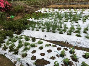 画像(300x225)・拡大画像(640x480)