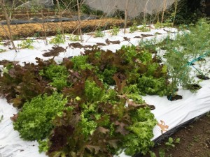 画像(300x225)・拡大画像(640x480)