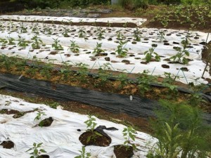 画像(300x225)・拡大画像(640x480)