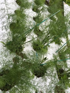 画像(225x300)・拡大画像(480x640)