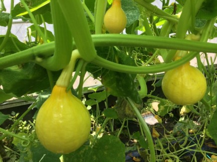 画像(435x326)・拡大画像(640x480)