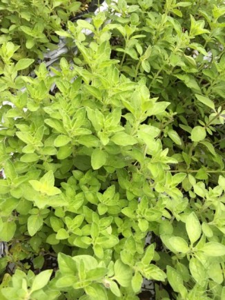 画像(326x435)・拡大画像(480x640)